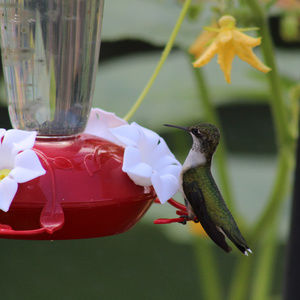 Female Hummingbird At The Feeder